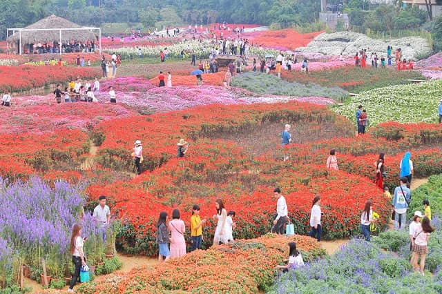 Điểm đến Hà Nội - Thung lũng hoa Hồ Tây