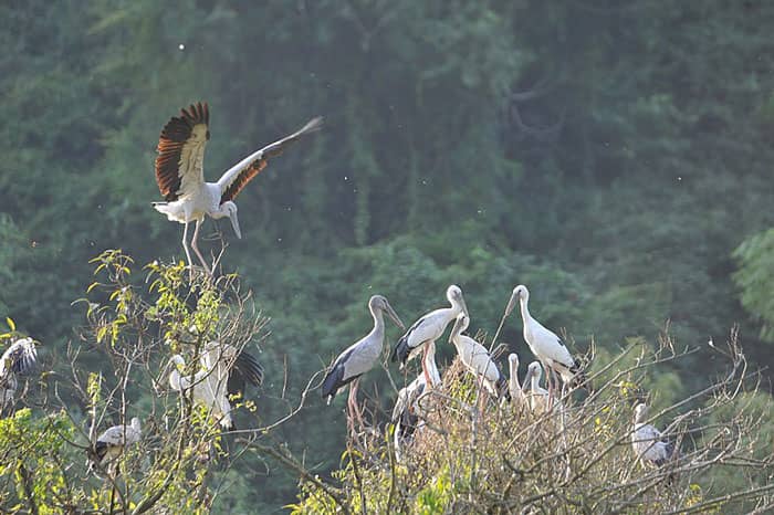 Điểm Đến Ninh Bình - Vườn chim Thung Nham