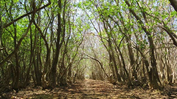 Rừng nguyên sinh Rú Chá