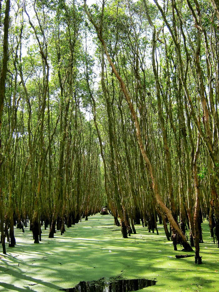 Rừng tràm Trà Sư An Giang