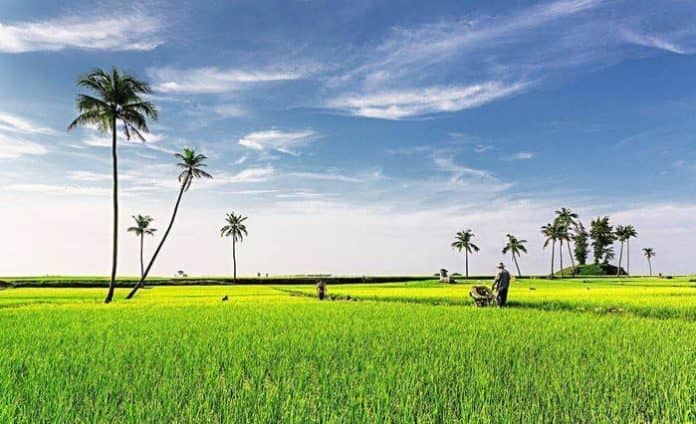 Cánh đồng tỏi lý sơn